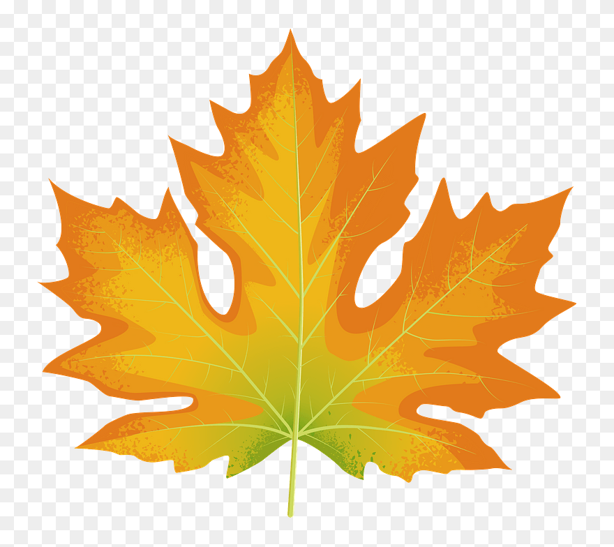Big Leaf Maple Autumn Leaf Clipart - Clip Art - Png Download