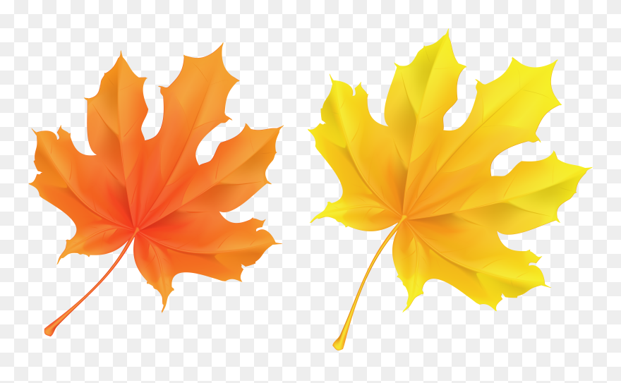 Fall Leaf Clipart No Background - Transparent Background Fall Leaf Clipart - Png Download