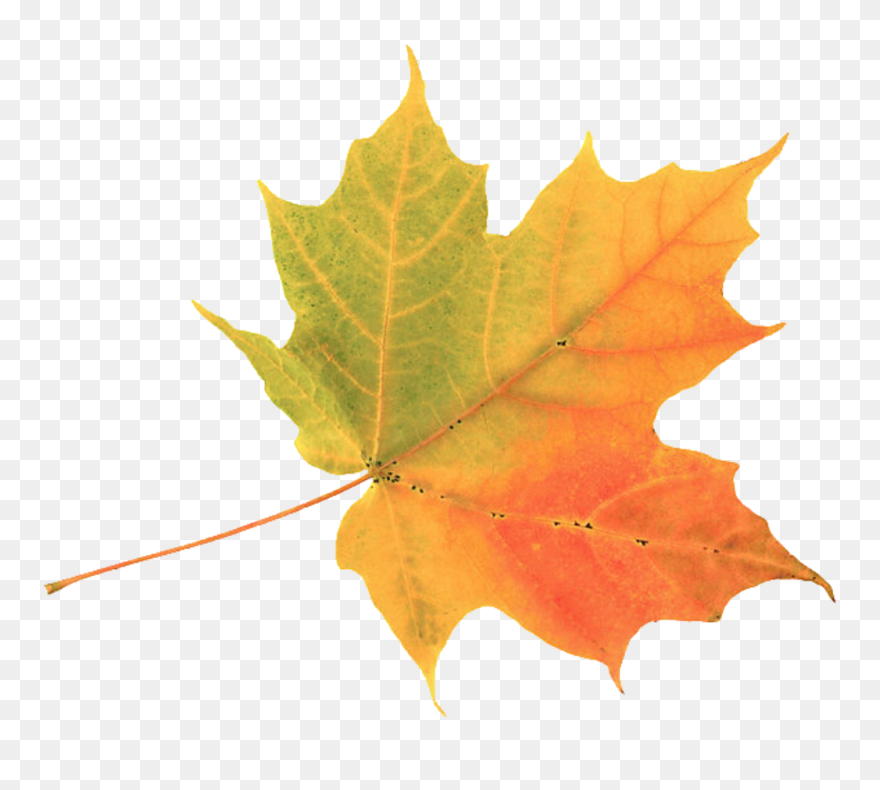 Explore Colors Of Summer - Autumn Leaf Clipart
