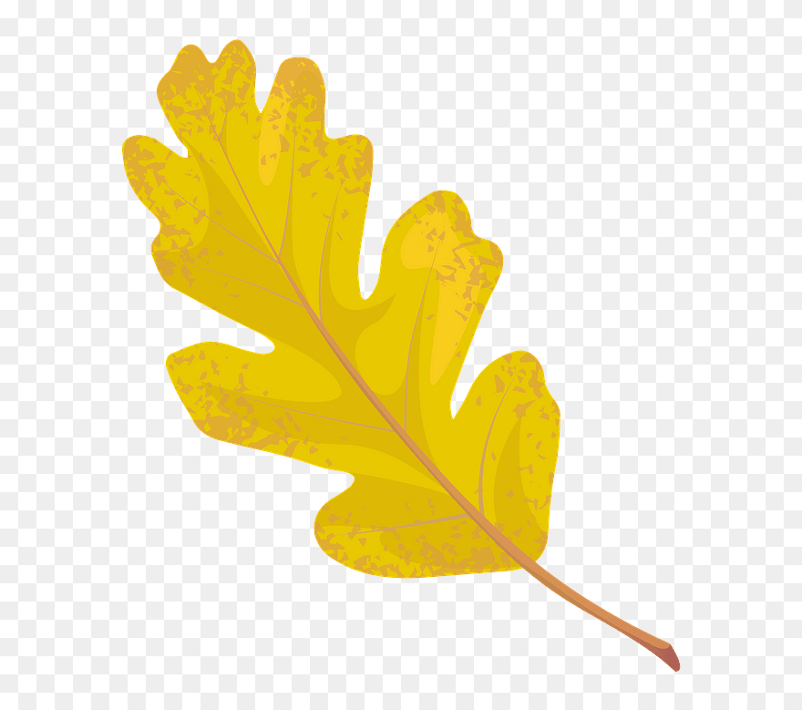 Valley Oak Autumn Leaf Clipart - White Oak - Png Download