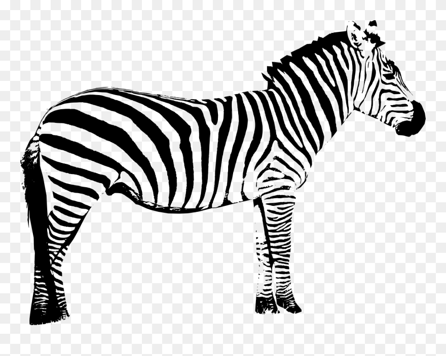 Vector Graphics Clip Art Zebra Silhouette Illustration - Zebra Silhouette Clipart - Png Download