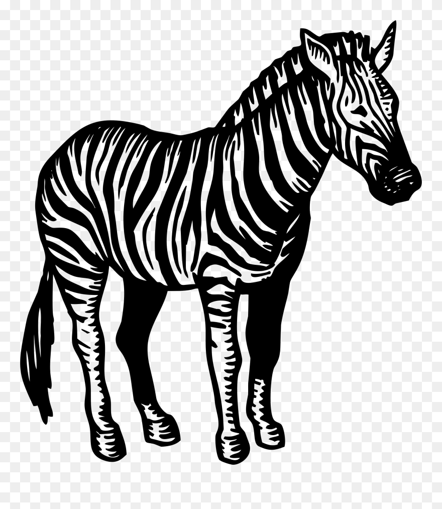 Clipart Zebra Wildlife - Zebra Black And White Png Transparent Png
