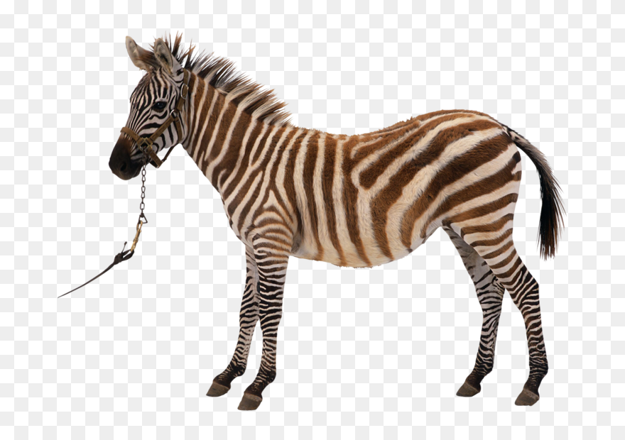 Zebra Silhouette Royalty-free Clip Art - Png Download