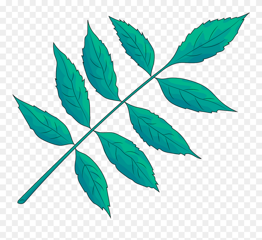 Ash Leaves Clipart - Illustration - Png Download