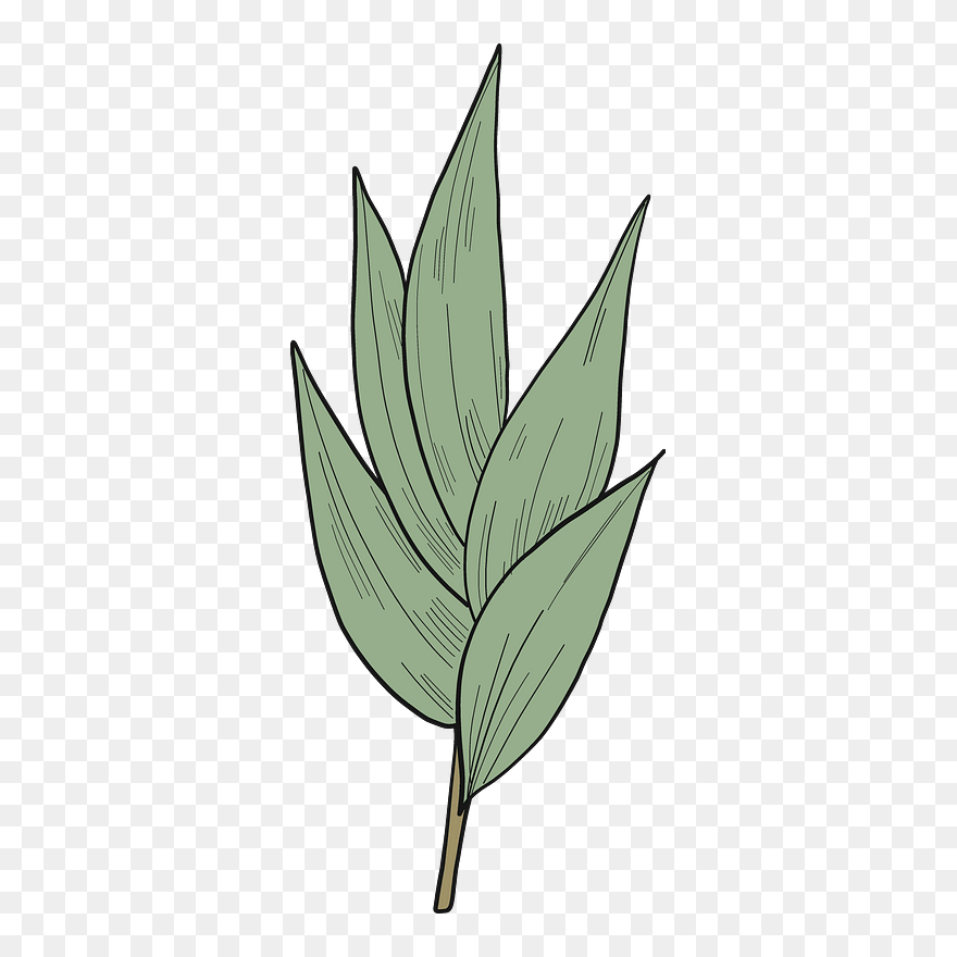 Eucalyptus Leaves Clipart - Ti Plant - Png Download