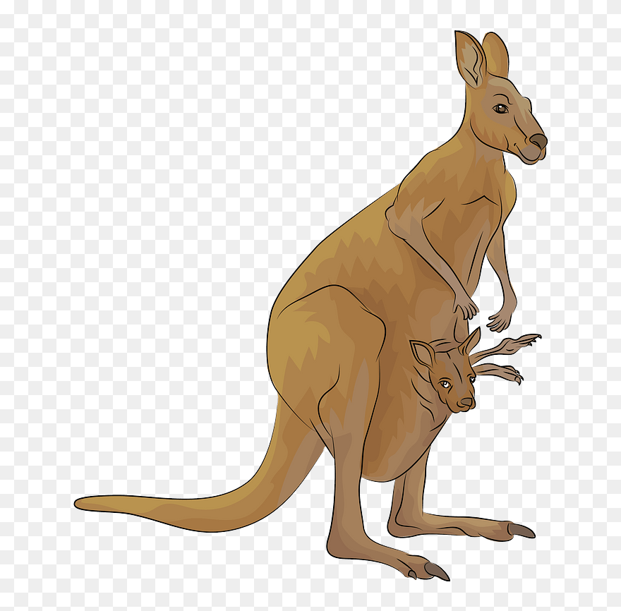Kangaroo Clipart - Clip Art Canguro - Png Download