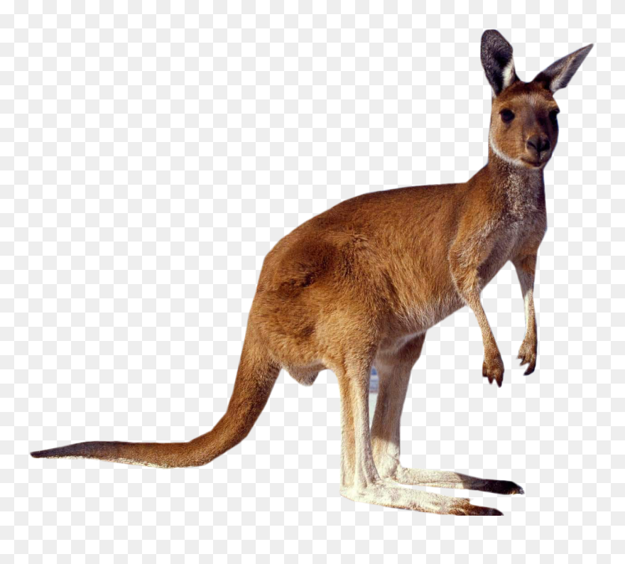 Kangaroo Transparent Clipart - Kangaroo Transparent - Png Download
