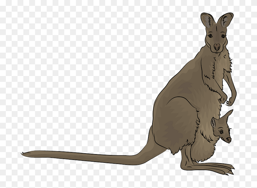 Red-necked Wallaby Clipart - Kangaroo - Png Download