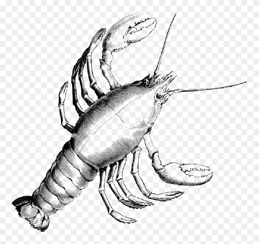 Clipart Library Library Lobster Crab Crustacean Shrimp - Cancer Crab Constellation Logo - Png Download