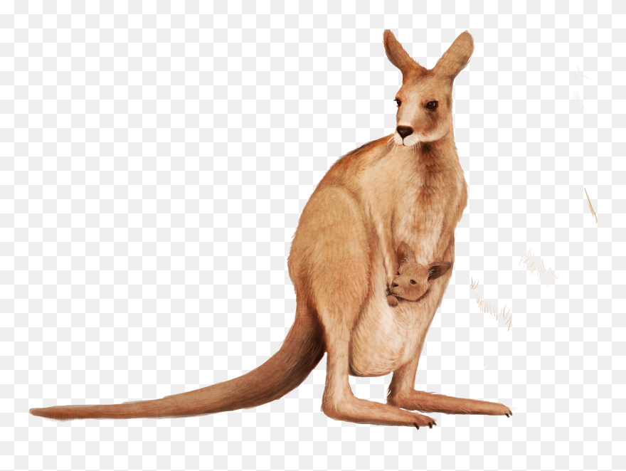 Kangaroo Clipart Wallaby - Red Kangaroo Transparent Background - Png Download