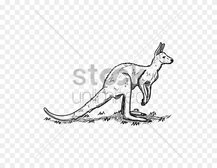 Kangaroo Vector Image - Kangaroo Clipart