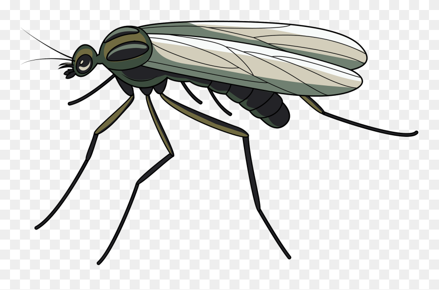 Window Clip Art - Png Download