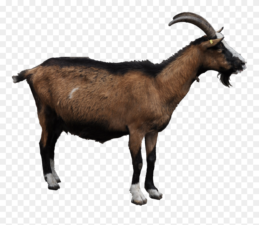 Goat Clipart Indian Goat - Goat .png Transparent Png