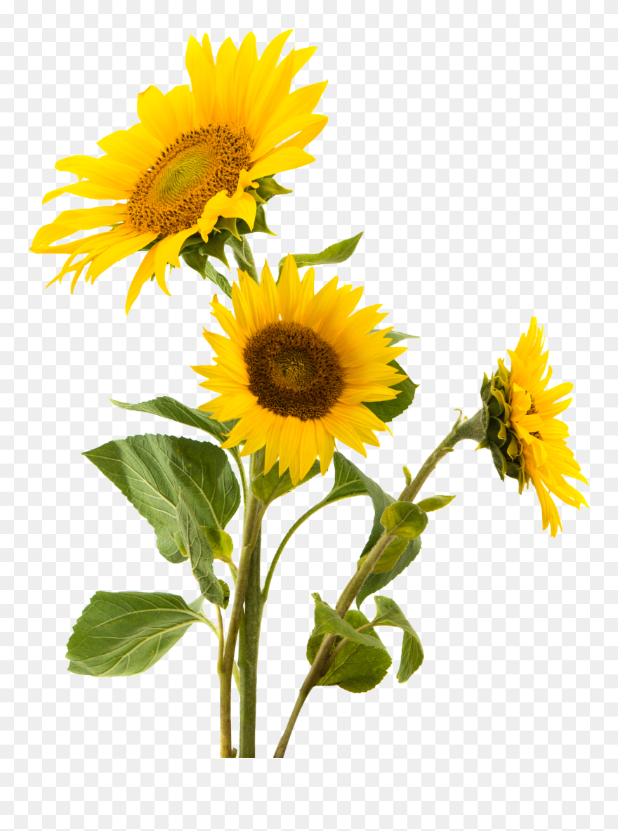 Snack Gluten Sunflower Nut Seed Sunflowers Common Clipart - Sunflowers Png Transparent