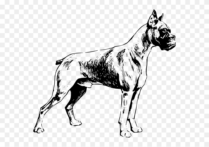 Boxer Dog Clipart Png Black And White Dog Clip Art - Outline Boxer Dog Drawing Transparent Png