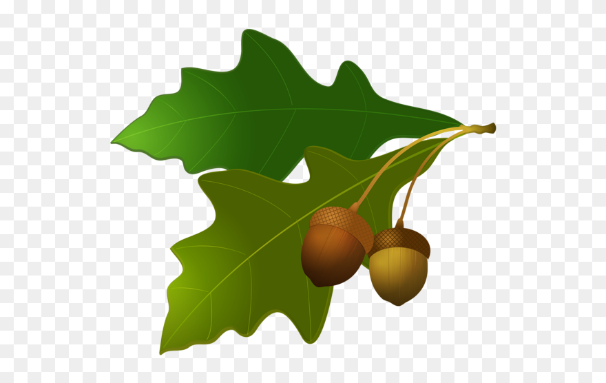Transparent Background Oak Leaves Clipart - Png Download (#5225507 ...