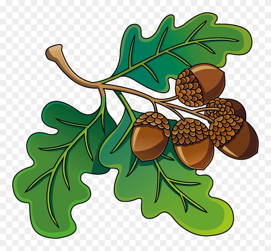 Acorn Clipart - Png Download