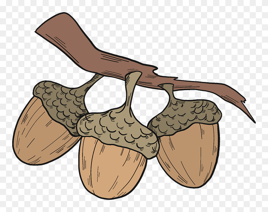 Acorns On A Branch Clipart - Illustration - Png Download