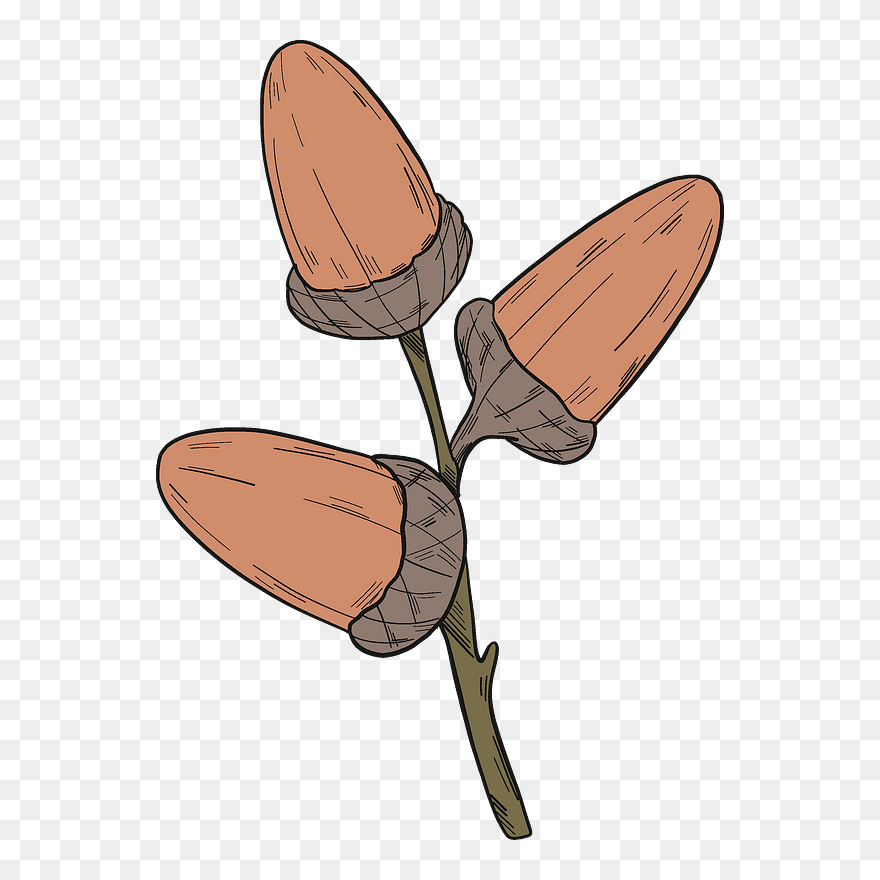 Acorns Clipart - Illustration - Png Download