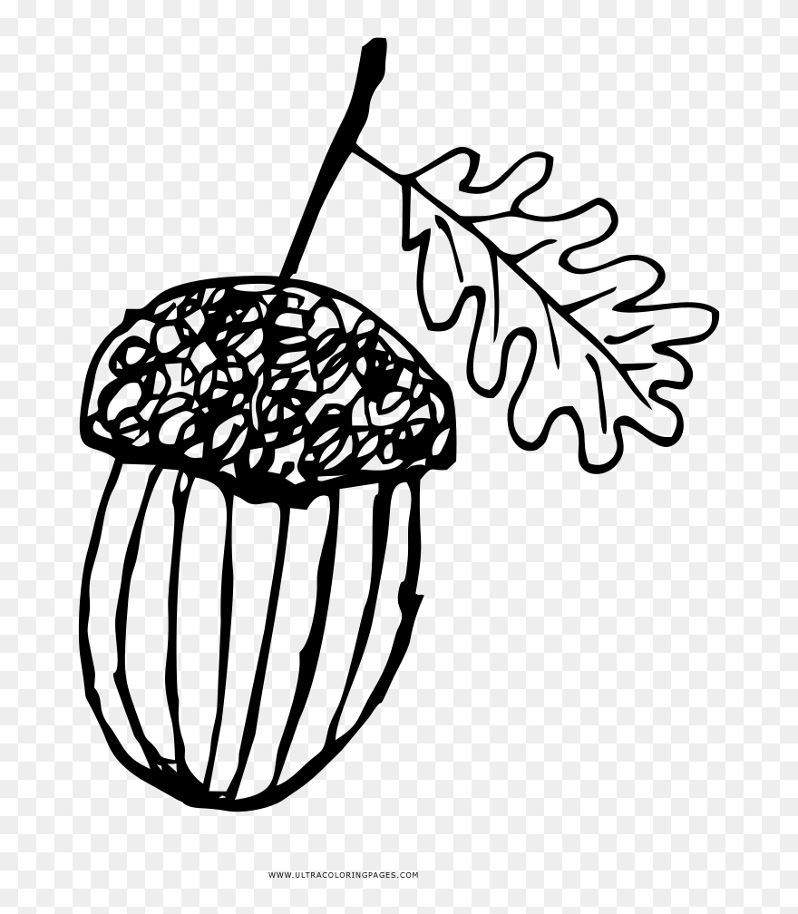 Acorn Coloring Page - Illustration Clipart