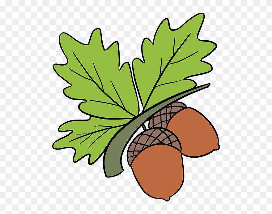 How To Draw Acorns - Acorns Drawing Clipart
