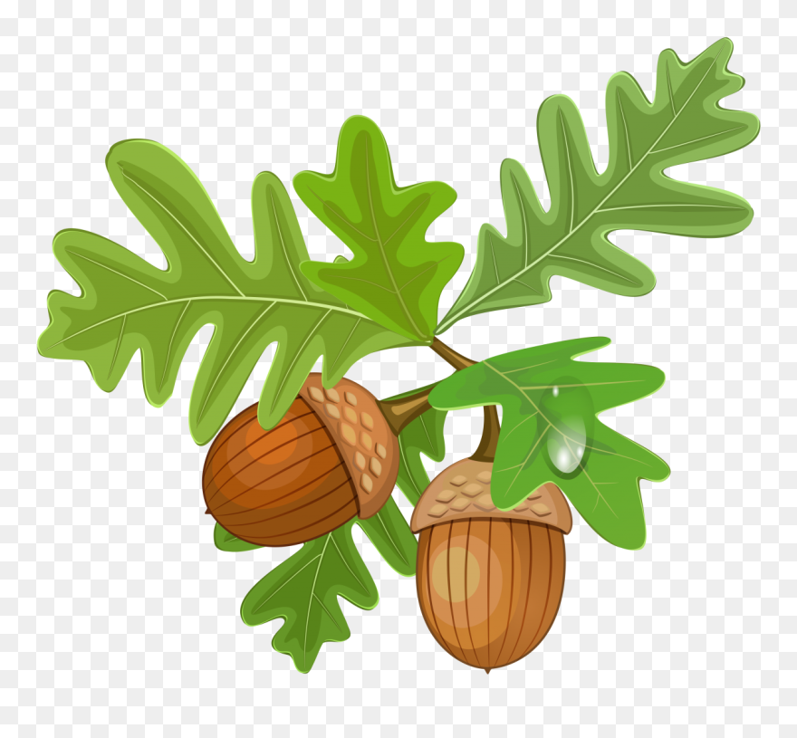 Acorn Png Image - Acorn With Leaves Clipart Transparent Png