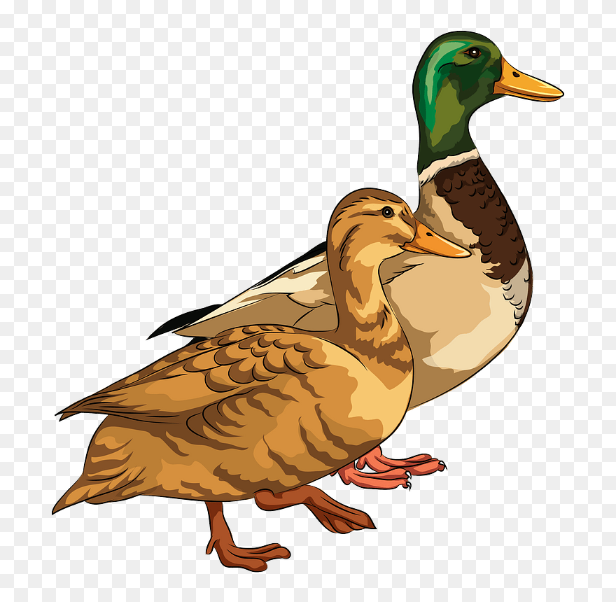 Male And Female Mallard Ducks Clipart - Mallard Duck Clipart - Png Download