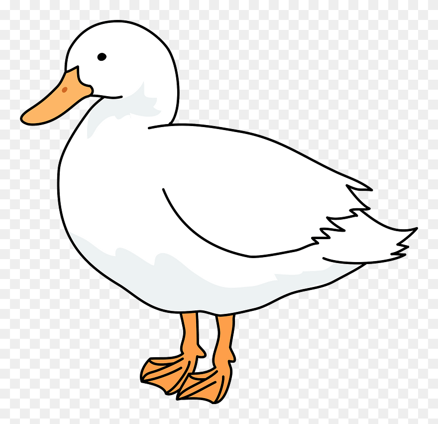 Domestic Duck Bird Clipart - Duck - Png Download
