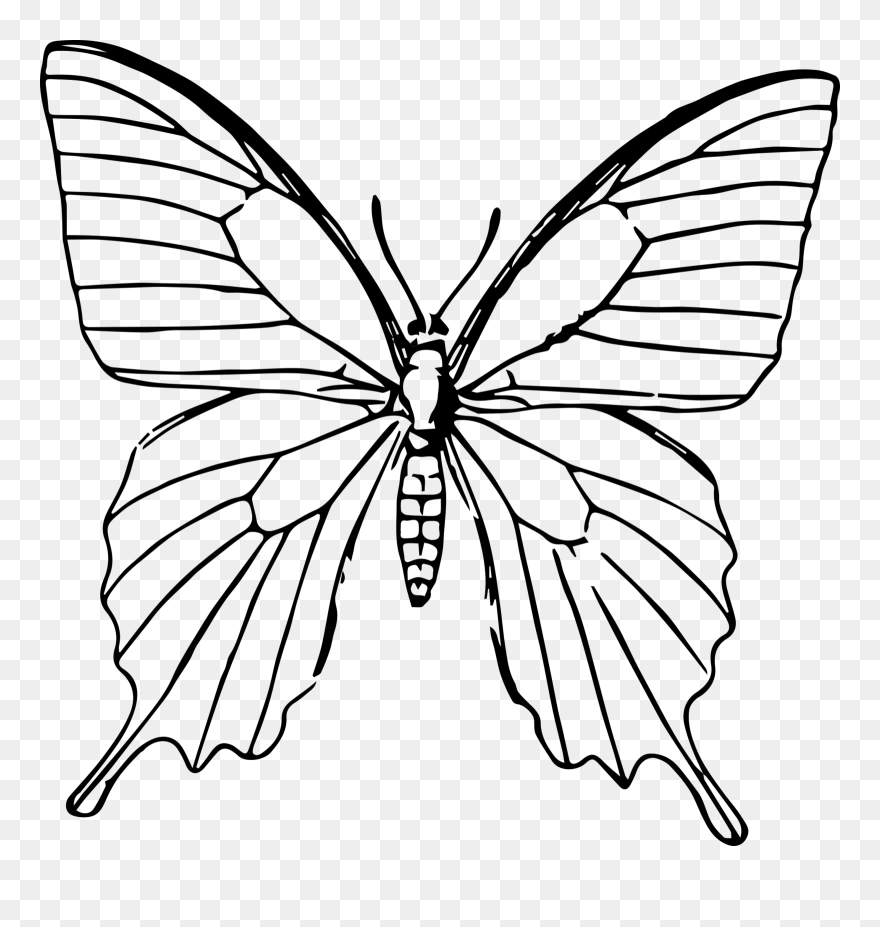 Butterfly Drawing Portable Network Graphics Line Art - Butterfly Line Art Transparent Clipart