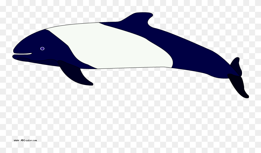 Dolphin Clipart Real Dolphin - Commerson's Dolphin Clipart - Png Download