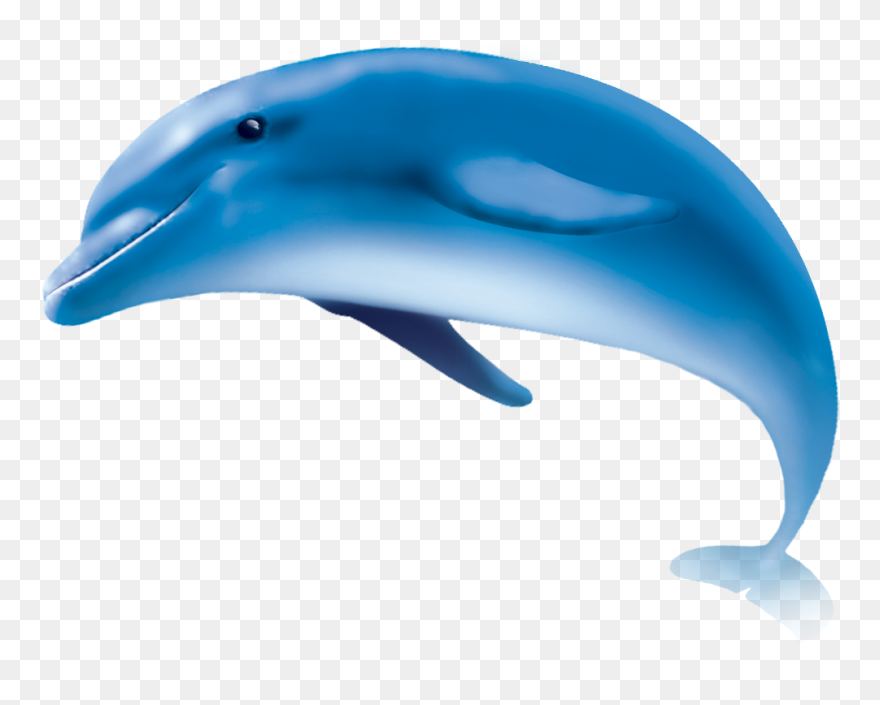 Wholphin Common Bottlenose Dolphin Tucuxi Striped Dolphin - Dolphin Png Clipart