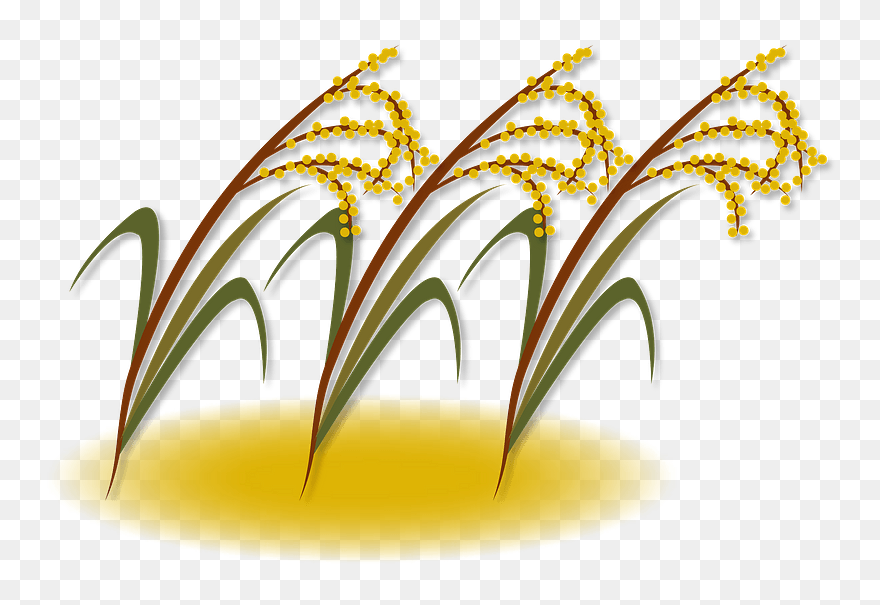 Ear Of Rice Clipart - Png Download