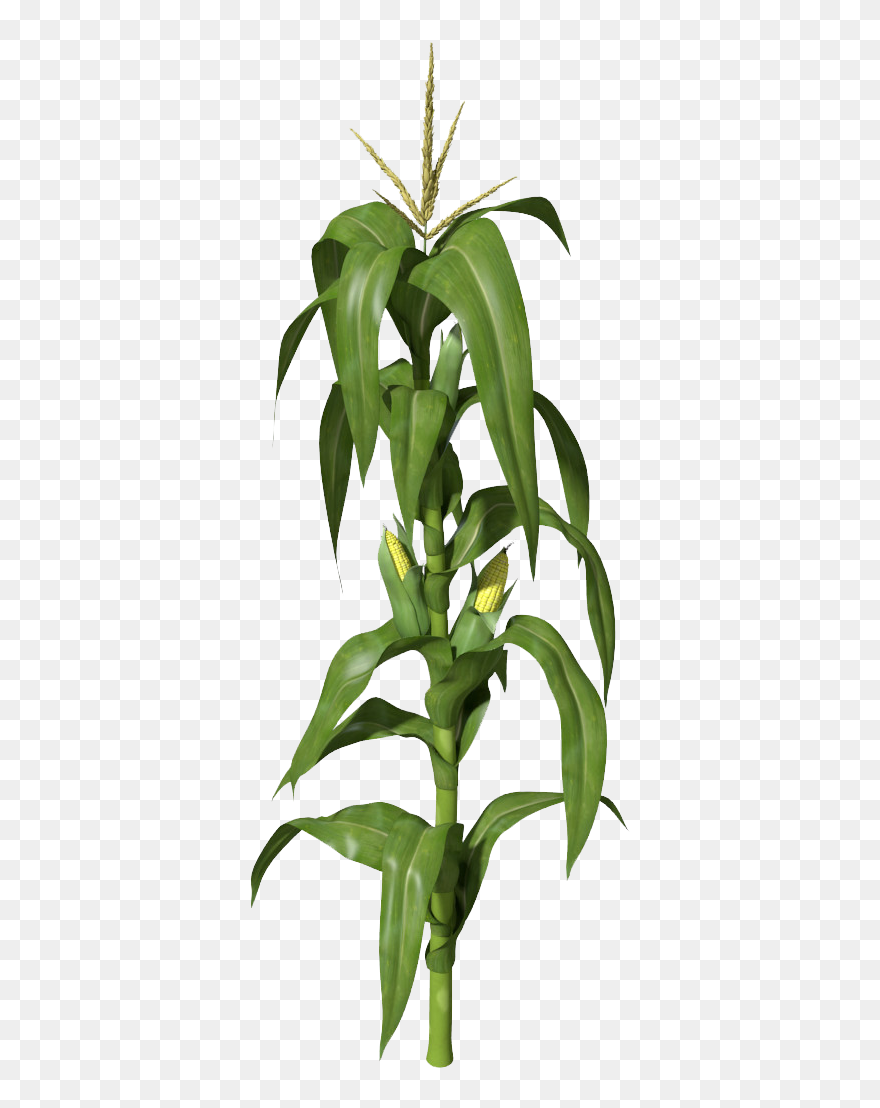 Planting Crops Png - Corn Stalk Transparent Background Clipart