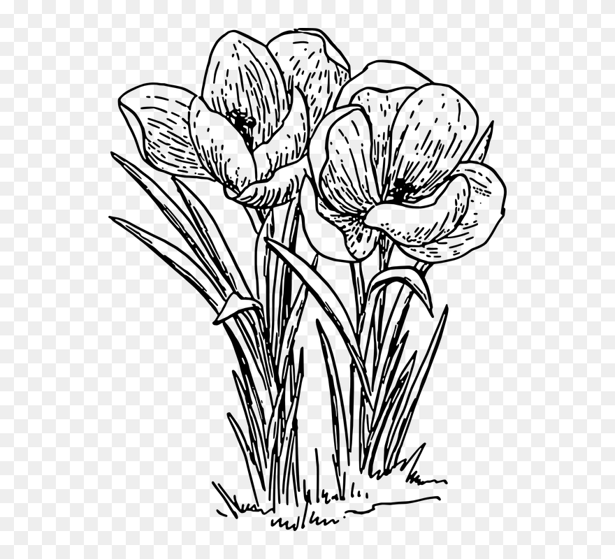 Transparent Flowers Clipart Black And White - Crocus Clip Art - Png Download