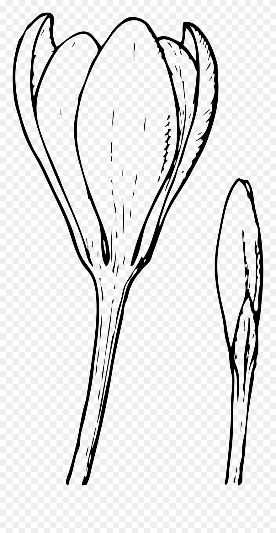 Budweiser Clipart Black And White - Flower Buds Clip Art - Png Download