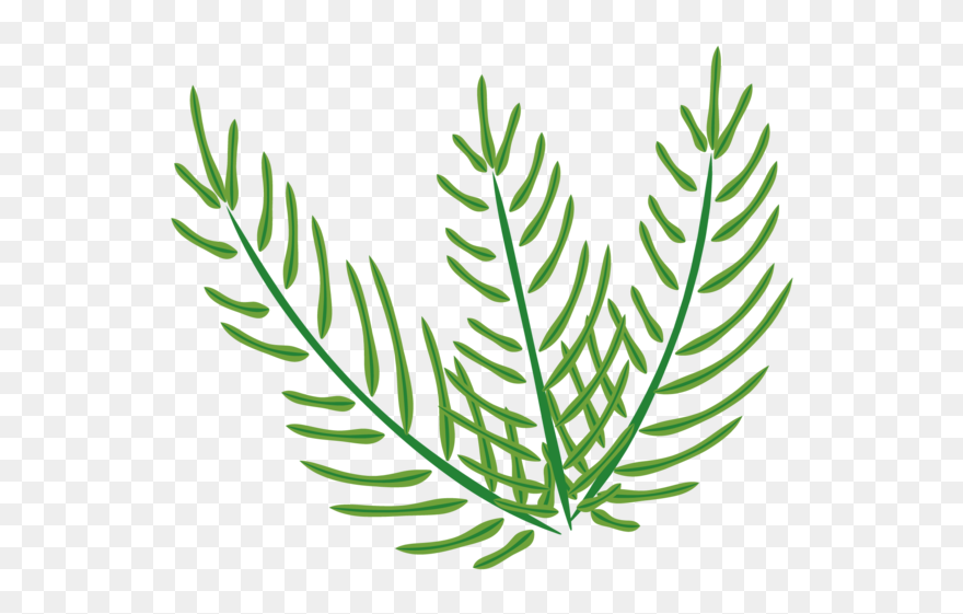 Transparent Easter Palm Sunday Easter Palm Plant Flora Clipart