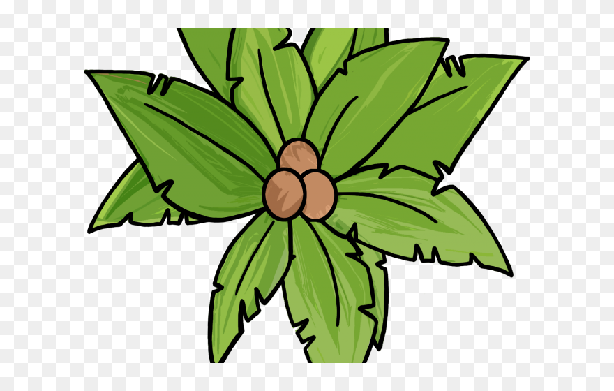 Palm Tree Illustration Top View Clipart