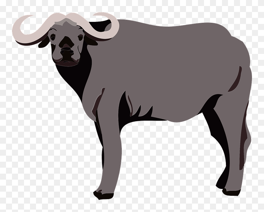 Water Buffalo Clipart - Bull - Png Download