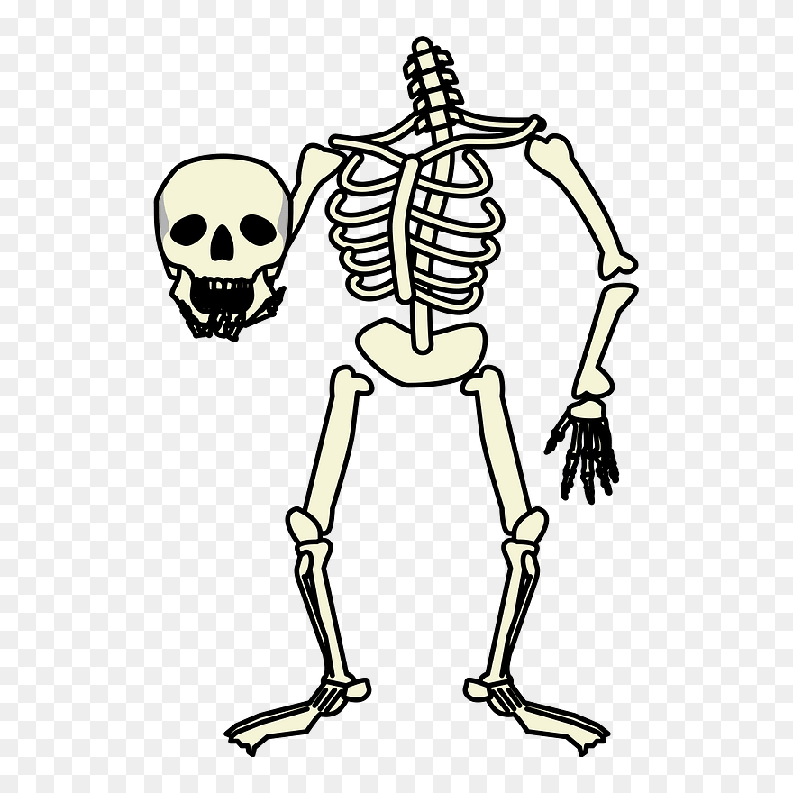 Skeleton Skull Clipart - 骸骨 イラスト - Png Download