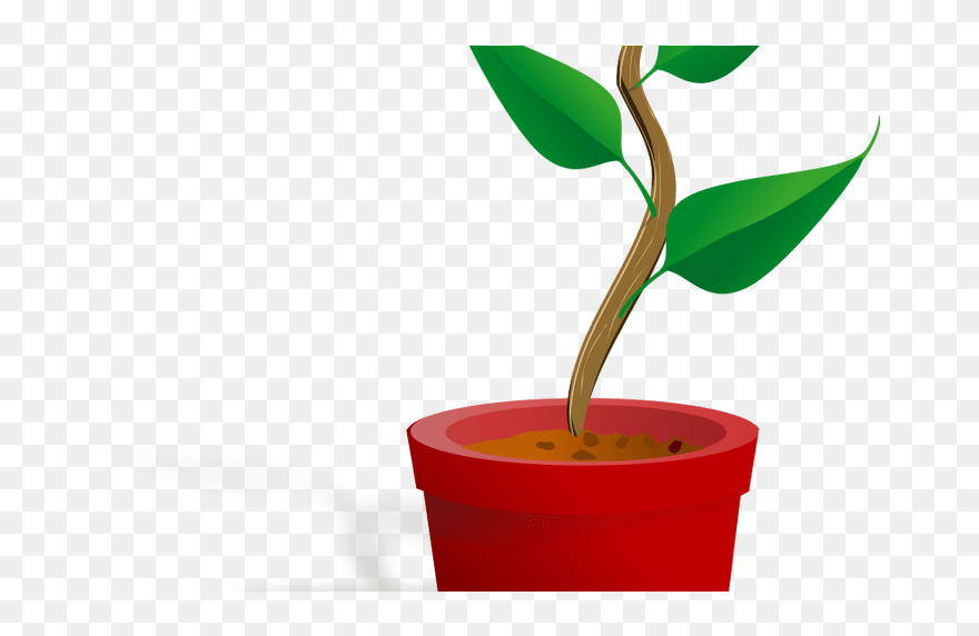 Transparent Poinsettia Clipart - Plant Clip Art - Png Download