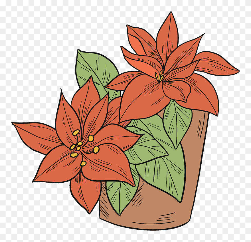 Poinsettia In A Pot Clipart - Poinsettia - Png Download
