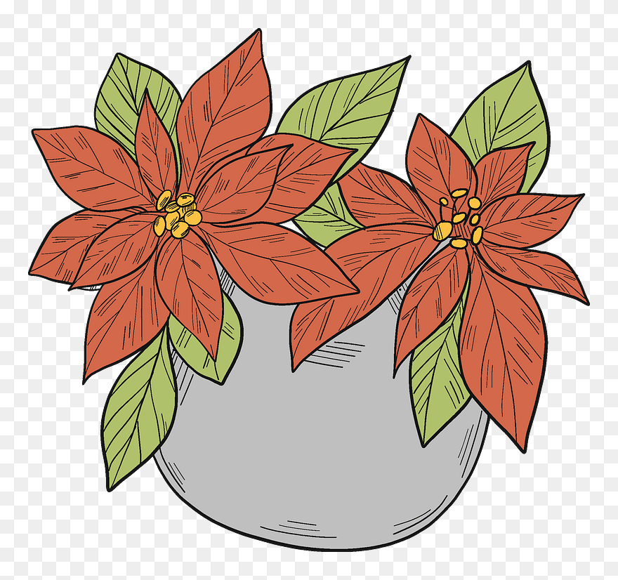 Poinsettia In A Pot Clipart - Poinsettia - Png Download