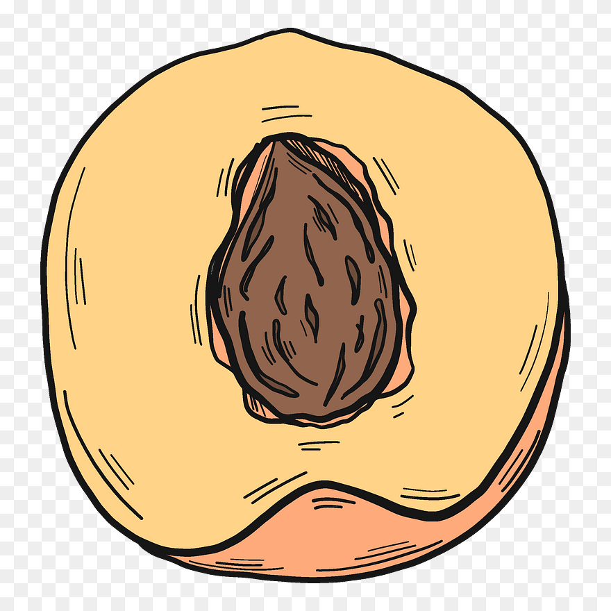 Half Peach With A Stone Clipart - Winter Squash - Png Download
