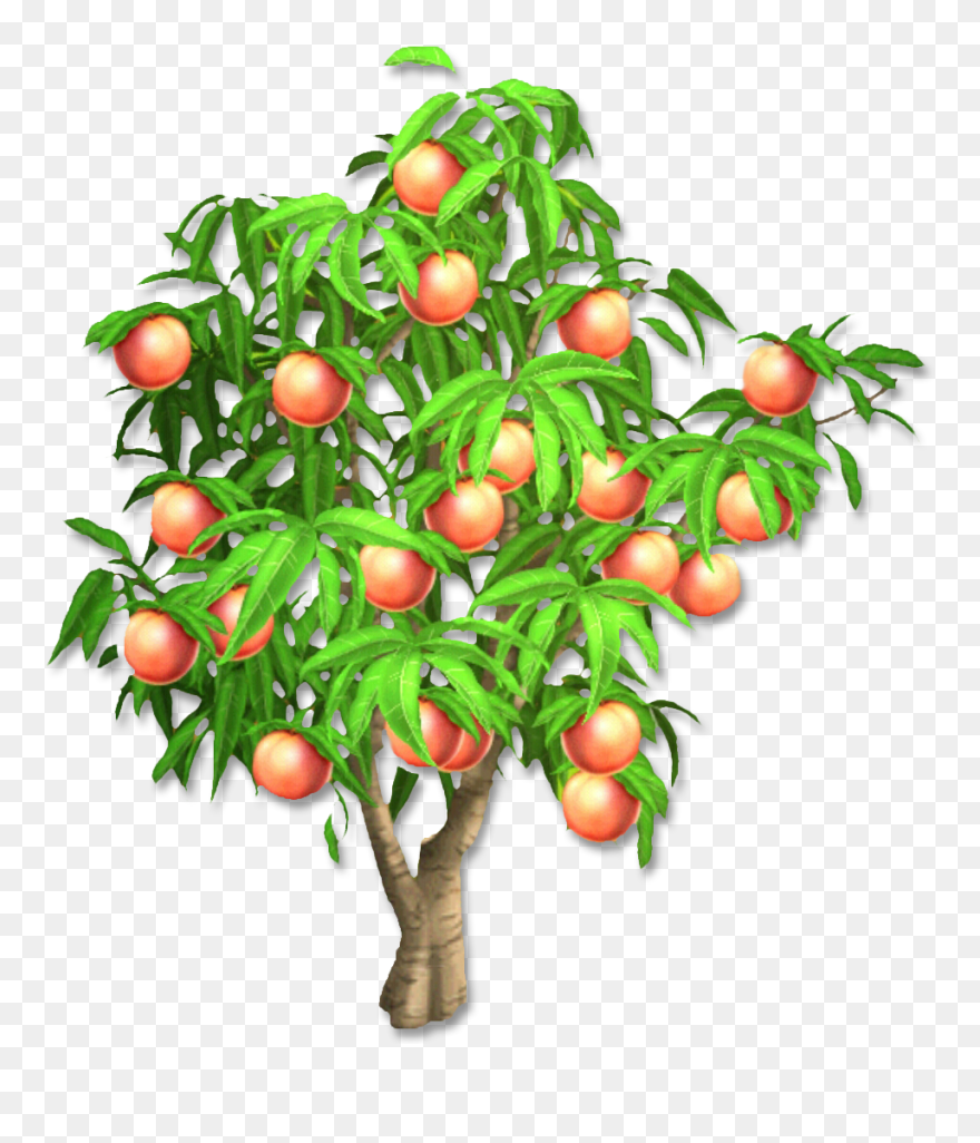 Peach Tree Png - Peach Tree Png Clipart Transparent Png
