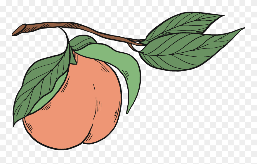 Peach On A Branch Clipart - Png Download