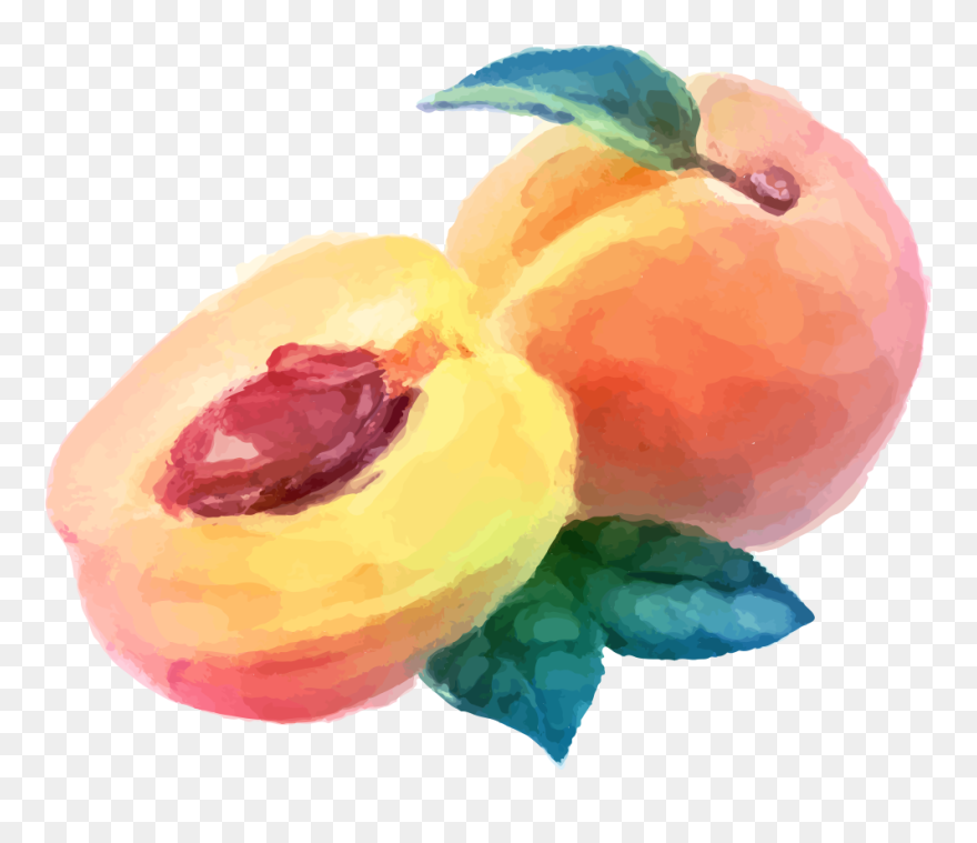 Watercolor Painting Peach Fruit Drawing - Peach Watercolor Png Clipart