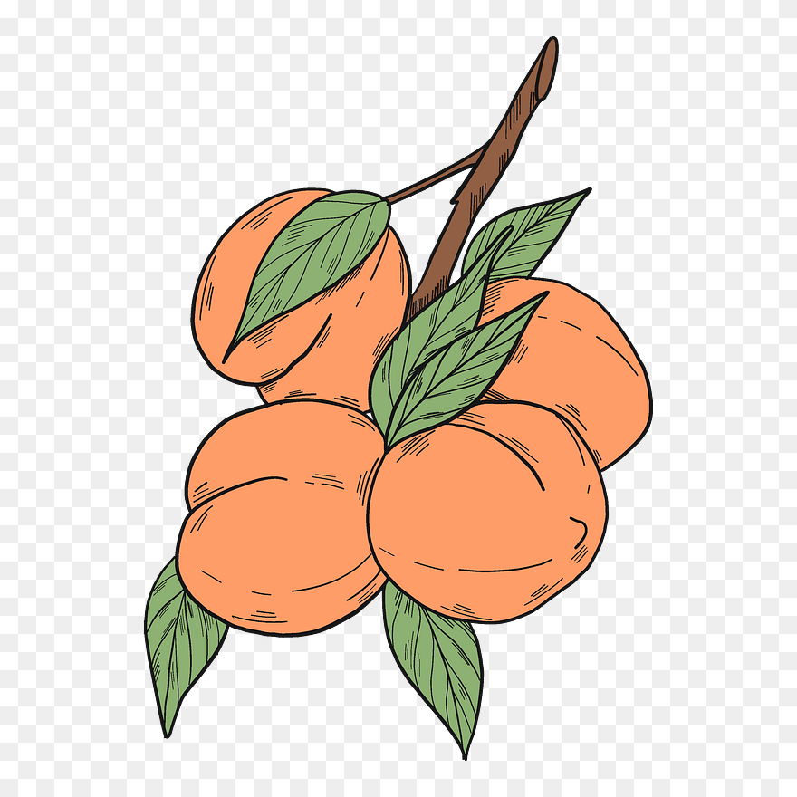 Peach Branch Clipart - Png Download