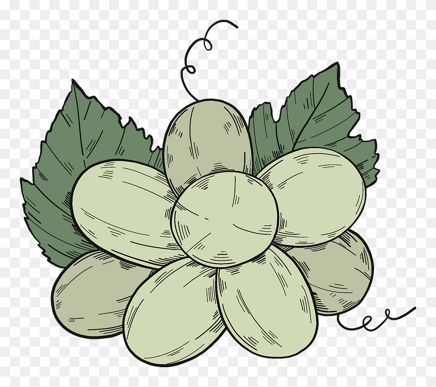 White Grapes Clipart - Seedless Fruit - Png Download