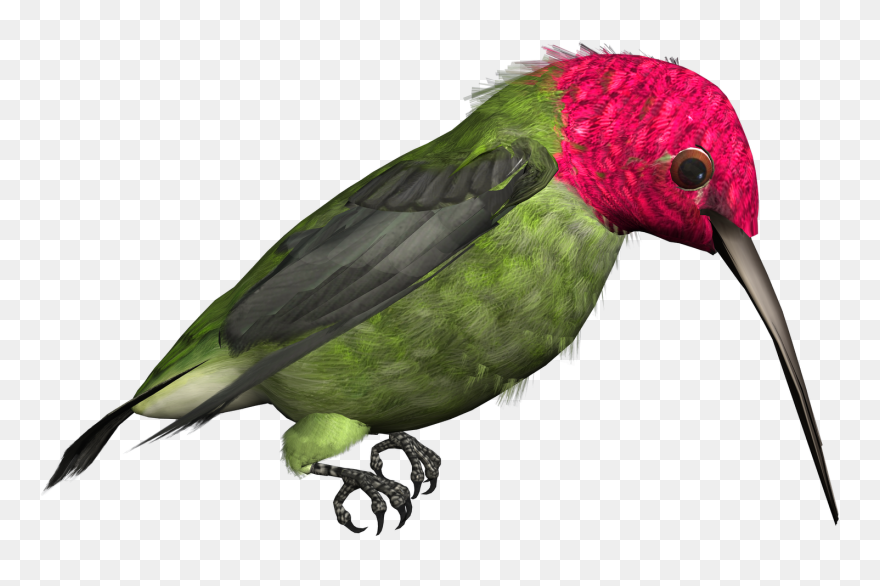 Hummingbirds Clipart - Clipart Best - Clipart Best - Hummingbirds Transparent - Png Download