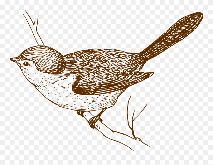 House Sparrow Bird Clip Art - Clip Art Vintage Bird - Png Download